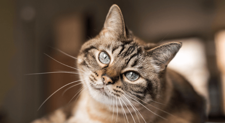 Albany emulsion Maryanne Jones Pisica in vis: Ce inseamna cand visezi pisici - 2022