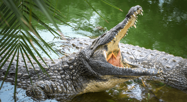crocodil in vis ce inseamna cand visezi crocodil